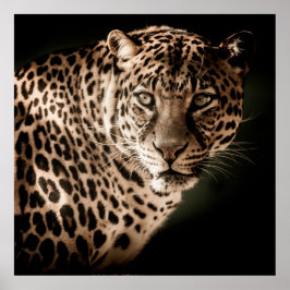 Poster Leopardo espantoso sobre fundo negro