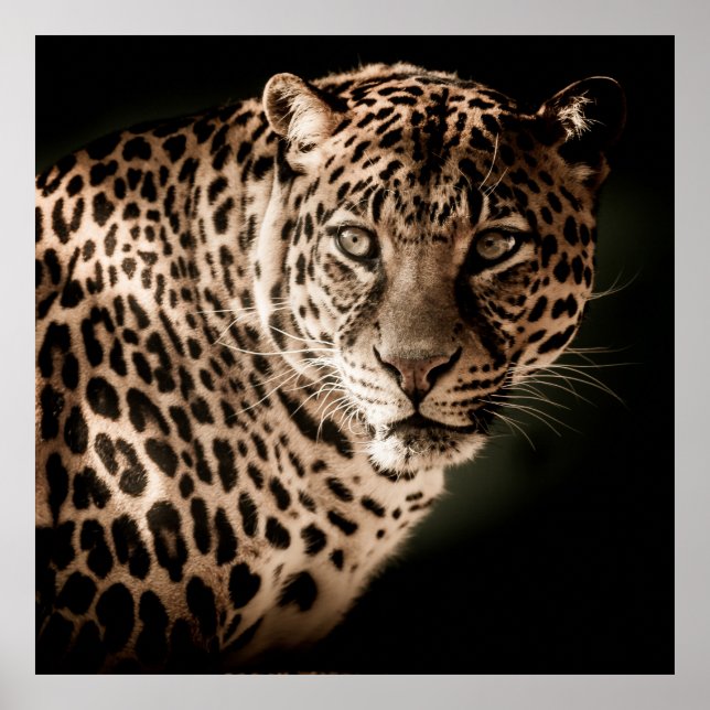 Poster Leopardo espantoso sobre fundo negro (Frente)
