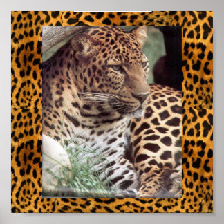 Póster Leopardo indiano