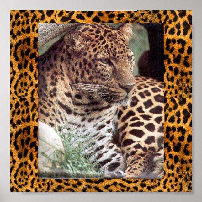 Póster Leopardo indiano (Frente)