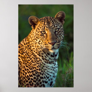Póster Leopardo masculino (Panthera Pardus) Cub maduro