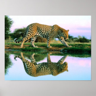 Póster Leopardo na Água