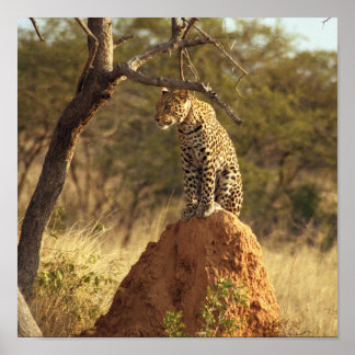 Póster Leopardo na Namíbia, África