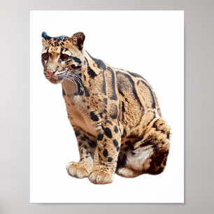 Poster leopardo nebuloso fotografia selva grande gato ani