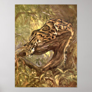 Póster Leopardo-nebuloso por CE Swan, Animais Selvagens V