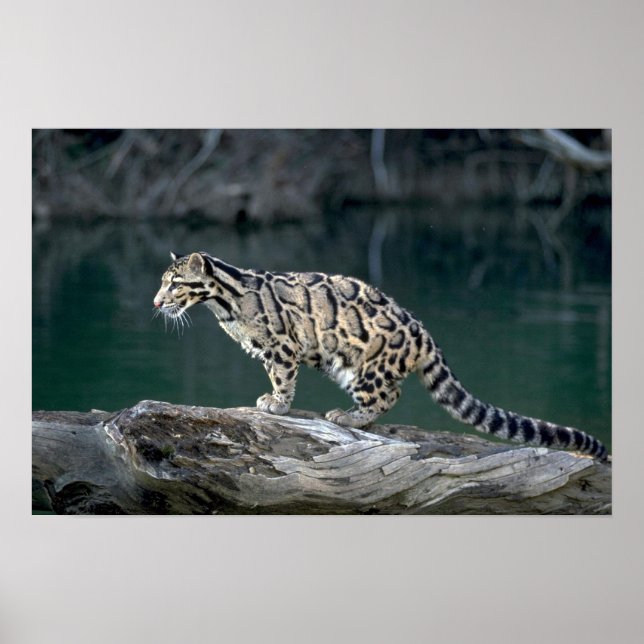 Poster Leopardo nublado (Frente)