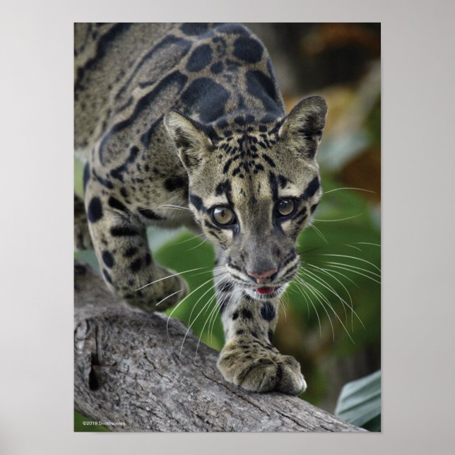 Poster Leopardo nublado em movimento (Frente)
