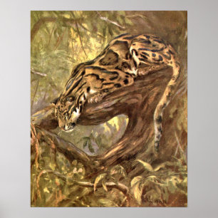 Poster Leopardo-Nublado por CE Swan, Animais Selvagens Vi