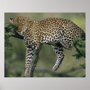 Póster Leopardo, (Panthera pardus), Quênia, Masai Mara