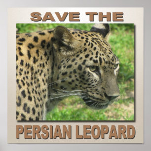 Póster Leopardo Persa