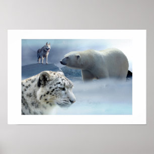 Poster Leopardo-poster-Polar Rouco-Urso-Neve