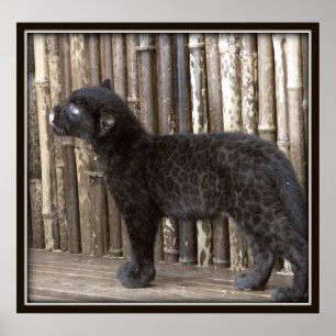 Póster Leopardo preto novo