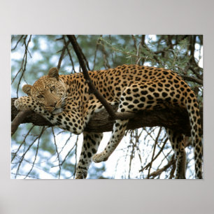 Poster Leopardo que descansa na árvore