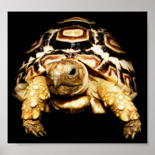 Poster Leopardo Tortoise