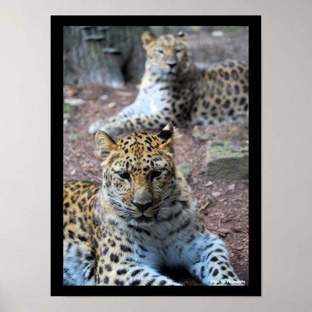 Poster Leopardos Descansando (Frente)