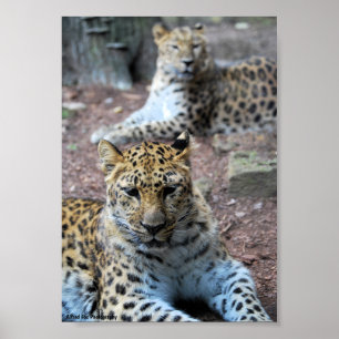Poster Leopardos Descansando