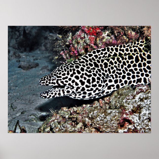 Poster Lepard Moray Eel (Frente)