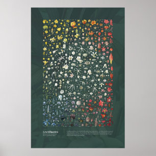 Poster Les Liliacées de Redouté