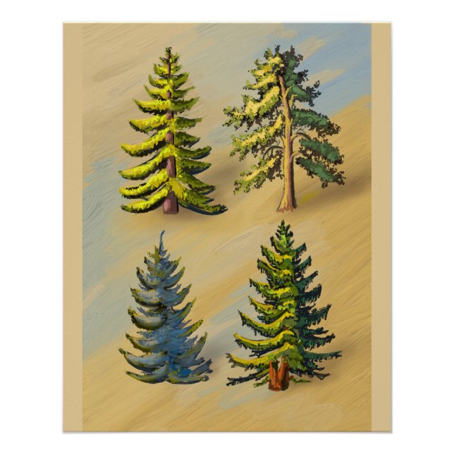 Póster Les quatres variétés de sapins, botanique. (Frente)