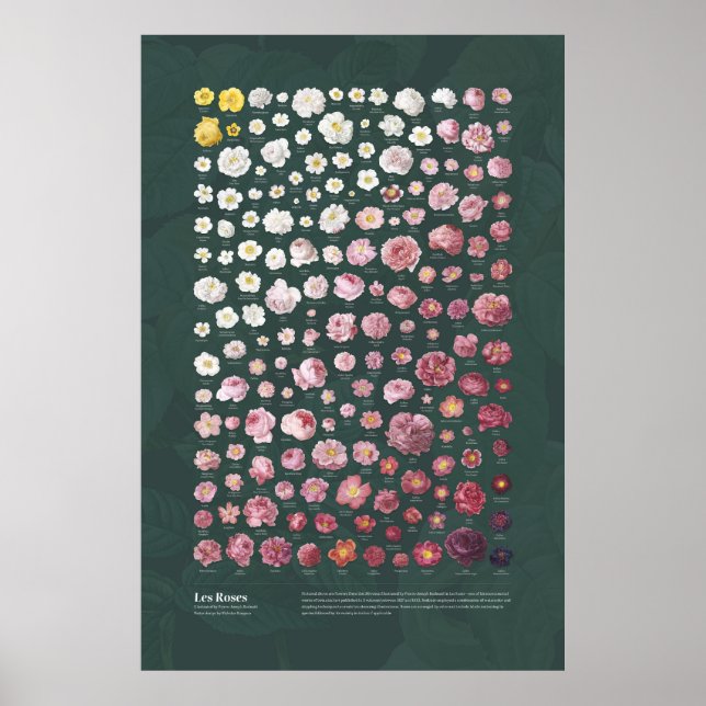 Poster Les Rosas de Redouté (Frente)