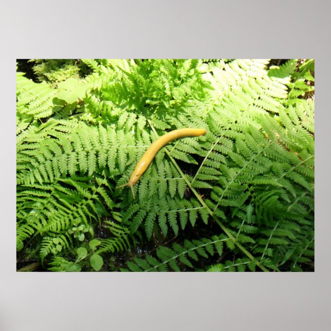 Poster Lesma Banana em Samambaias I (Frente)