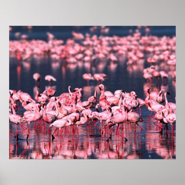 Póster Lesser Flamingos (Phoeniconaias minor), África, (Frente)