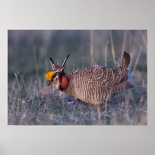 Poster Lesser Prairie-Chicken, Tympanuchus (Frente)