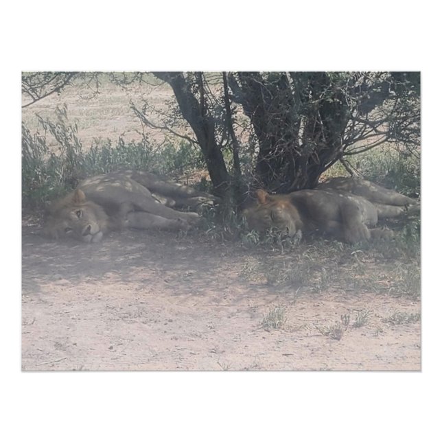 Póster Let Sleepy Lions Lie (Frente)