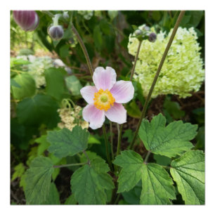 Póster Letreiro de Parede de Flor Silvestre Rosa   Casa F