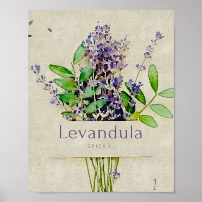 Poster Levandula spica l. (Frente)