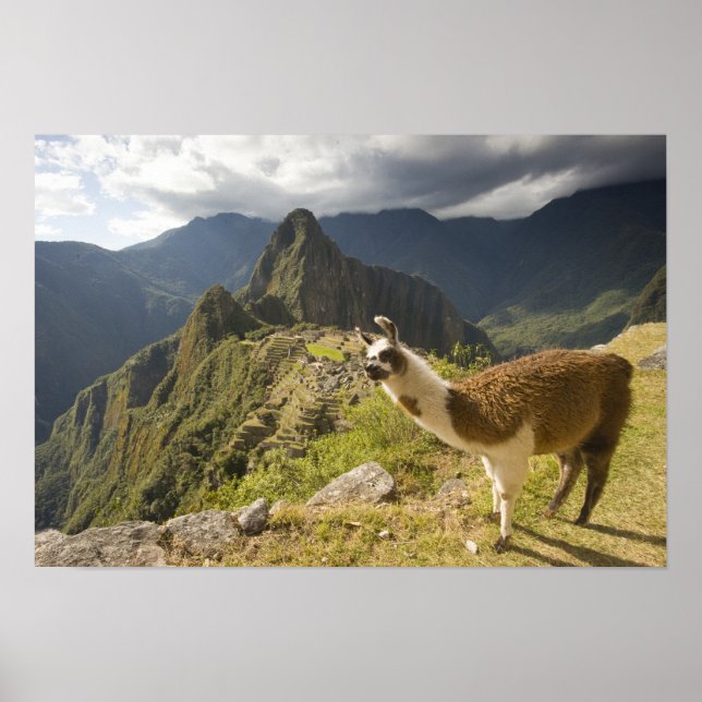 Poster Lhamas e uma vista de Machu Picchu, (Frente)