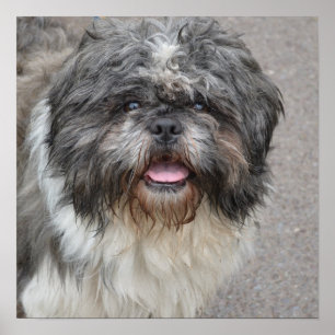 Póster Lhasa Apso