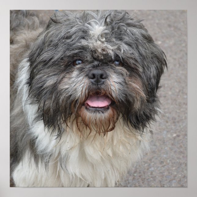 Póster Lhasa Apso (Frente)