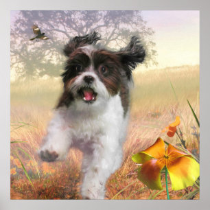 Poster Lhasa Apso Cachorro CASA