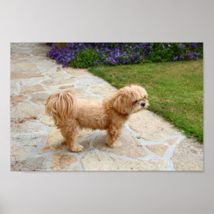 Poster Lhasa Apso cão em um jardim