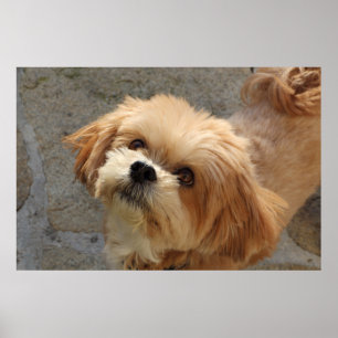 Poster Lhasa Apso cão num jardim