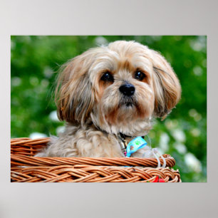 Poster Lhasa Apso Puppy Dog em cesta