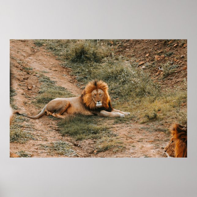 POSTER LIÃO (Frente)