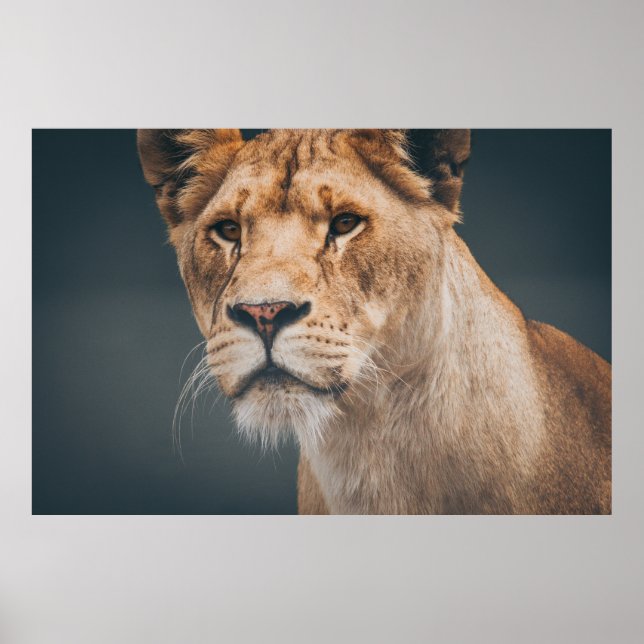 POSTER LIÃO FEMININA EM JYLLAND PARK ZOO (Frente)