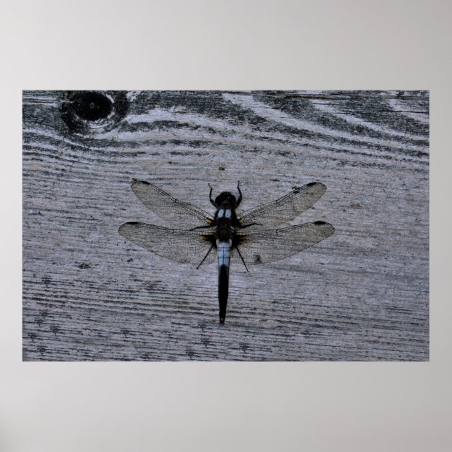 Poster Libélula azul (Frente)