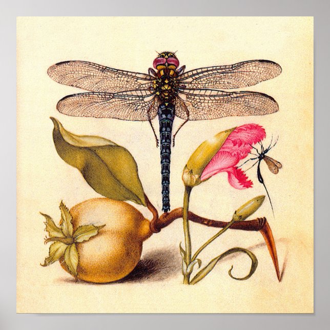Póster Libélula Botânica Natureza Vida Selvagem (Frente)