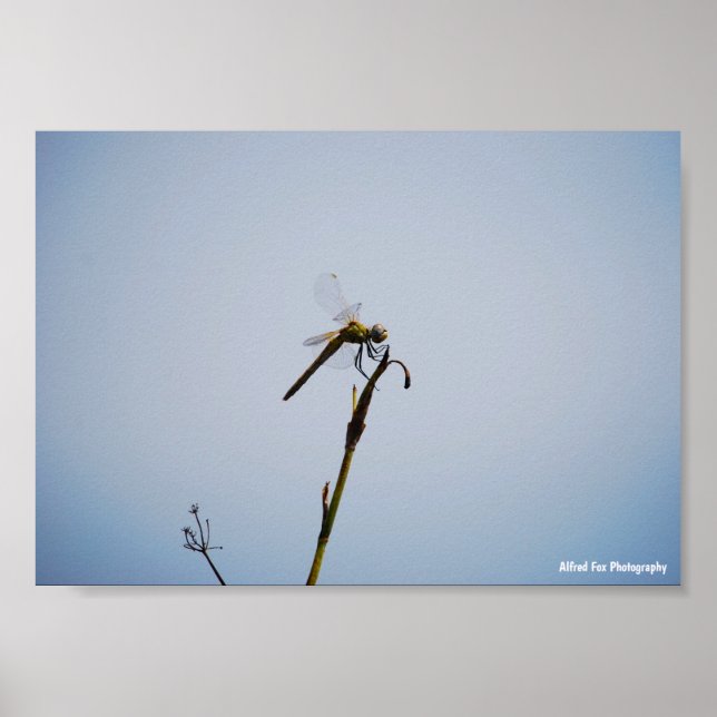 Poster Libélula com Bengala (Frente)