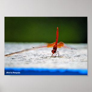 Poster Libélula de Asas Laranjadas