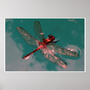 Poster Libélula de incandescência