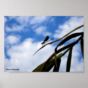 Poster Libélula no Céu Azul