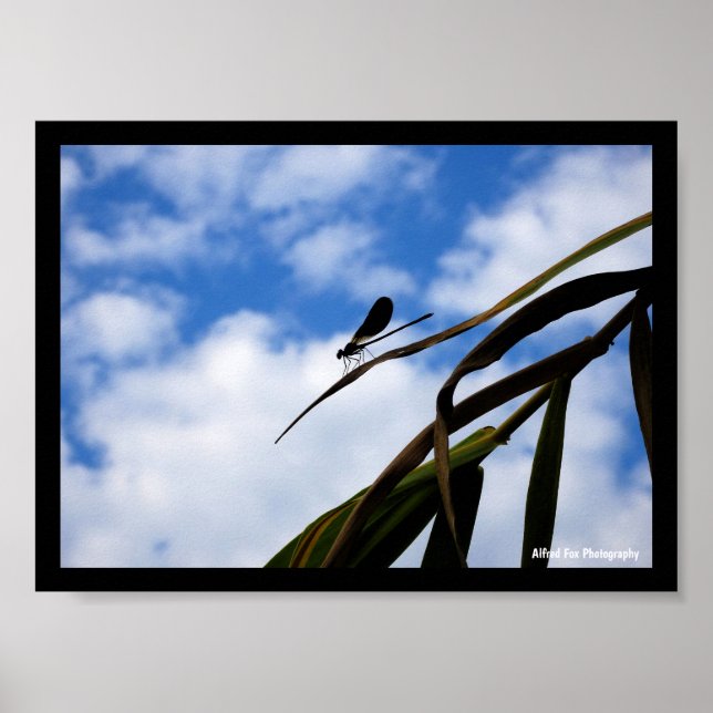 Poster Libélula no Céu Azul (Frente)