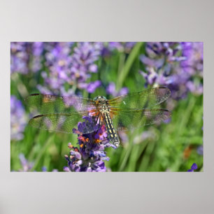 Póster Libélula no jardim da lavanda