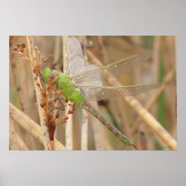 Poster Libélula Verde I1