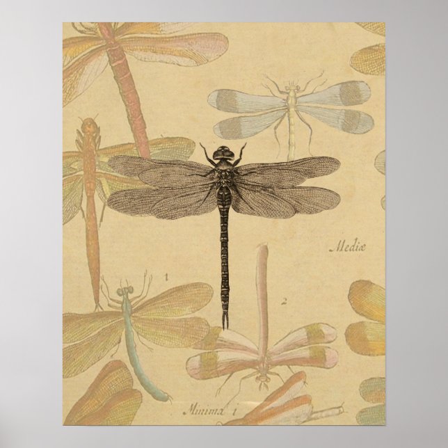 Póster Libélula Vintage Antiga Clássica Natureza (Frente)