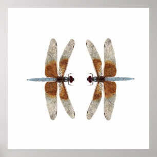 Póster Libélulas do Skimmer da viúva da Cara-Fora 2